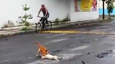 Dojemné video: Psík sa snaží dostať zrazeného kamaráta z cesty