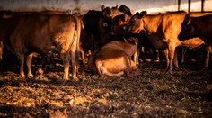 Mnohé krajiny sveta hlásia masový úhyn zvierat. Vedci varujú pred potravinovou krízou