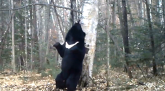 Medveď sa chcel poškrabať, teraz svojim "tancom" zabáva svet