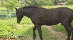 Týraného koňa vláčili za autom. Z videa sa tisnú slzy do očí