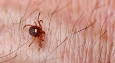 Tento kliešť spôsobuje prudkú alergiu, po ktorej ľudia nejedia mäso