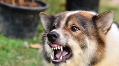 Expert ukázal, ako sa ubránite útoku psa. Stačia dva jednoduché triky