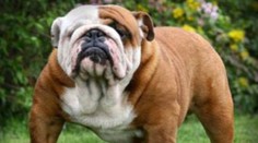 Pozrite si, ako ľudstvo zmenilo psov na zdeformované plemená