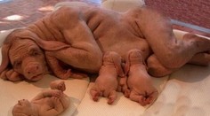 Muž predáva na internete záhadného tvora