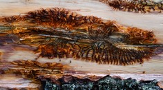 V Brezne hovoria o živelnej pohrome. Vyhlásili mimoriadnu situáciu v súvislosti s lykožrútovou kalamitou