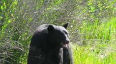 Mesto na hornej Nitre vystrašil medveď. Varovali obyvateľov
