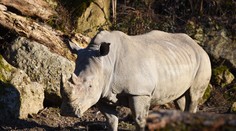 Nosorožec v salzburskej zoo zabil mladú ošetrovateľku. Zranený je aj ďalší zamestnanec