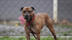 Psa na reťazi už neuvidíte. Podľa novely je uväzovanie psa v domácnosti zakázané