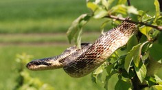 Slovenskí vedci objavili nový druh hada, nazvali ho po zabudnutom kráľovstve