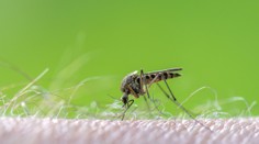 Povodne so sebou prinesú aj vlnu komárov. Bratislavský magistrát je v pohotovosti