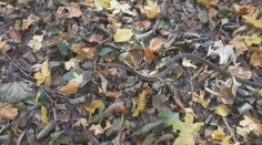 Na zvolenskom sídlisku odchytili na rovnakom mieste už druhého hada