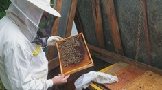 Slovenskí včelári a ich medy sú svetovou špičkou. Chodia sa k nám vzdelávať aj zo zahraničia