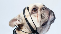 Revolučný vynález prečíta vašim psom myšlienky