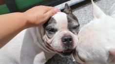 Rebríček najobľúbenejších psích plemien. Zistite, kto je na vrchole a kto na samom konci