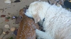 Zlatý retríver zachránil topiacu sa srnku. Milujú ho ľudia po celom svete