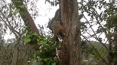 Dych berúce video: Had zožral veľké zviera na jeden hlt