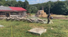 Leto na farme: Toto všetko musia dodržať, aby boli mliečne výrobky bezpečné