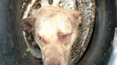 Zachraňovali psa, ktorý uviazol v disku. Nik nevie, ako sa tam dostal