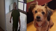 Pre nezhody s exmanželkou jej zabil psa sekerou. Mužovi za krutý čin hrozí trojročné väzenie
