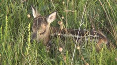 Pri prechádzke buďte opatrní. V lese sa už začal zvierací „babyboom“