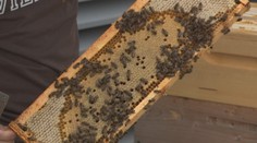 Včely na budove bratislavskej banky. Zamestnancom dajú 50 kíl medu ročne