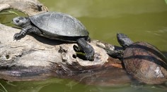 Naše posledné pôvodné korytnačky: Ak im nevytvoríme podmienky, môžeme o ne prísť