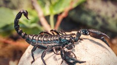 Kuriozita na Liptove: V jednej z bytoviek sa objavil desivý oznam, chovateľovi utiekli škorpióny