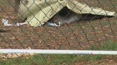 V mestskom parku zahynul daniel, asi sa udusil páskou vyznačujúcou preteky