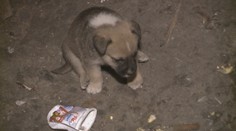 Hromadná bitka v osade pri Prešove kvôli šteniatku