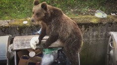 Medveďa bude môcť zastreliť aj policajt. Ochranári tvrdia, že to môže viesť k nebezpečným situáciám