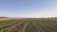 Majú obrovské sady orechov. Pozrite sa, ako vyzerá pestovanie plodiny, ktorá má u nás dlhú históriu