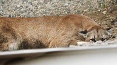 Puma sa vybrala nakupovať. Zákazníci zostali v šoku!