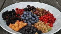 Mnohé naše deti ich ani nepoznajú, no sú chutné a najmä zdravé