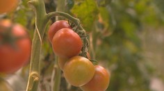 Zákazníci sa určite potešia. Na pulty sa vracajú slovenské cherry paradajky