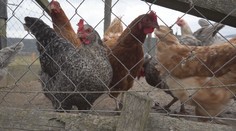 Nie je vajce ako vajce. Podozrenia z ich falšovania stále pribúdajú