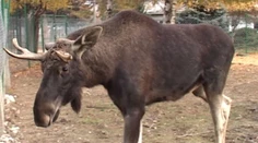 Pred 300 rokmi ich naši predkovia vyjedli, dnes sa ich snažíme vrátiť