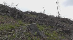 Štátne lesy čelia kritike. Lesník poukázal na problém, pohrozili mu výpoveďou