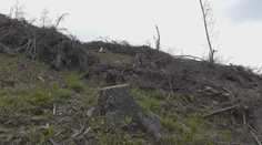 Štátne lesy čelia kritike. Lesník poukázal na problém, pohrozili mu výpoveďou