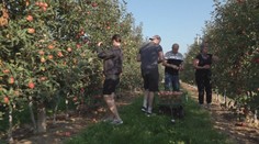 Ovocinári pustili do sadov ľudí. Samozber jabĺk sa začal o týždeň skôr ako vlani