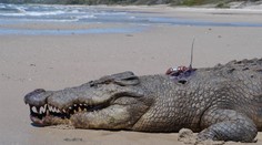 V tele krokodíla našli mužove pozostatky. Ide už o druhú takúto obeť za posledný mesiac