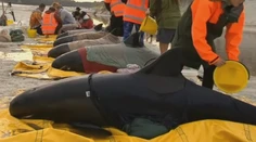 Šťastie v nešťastí. Ďalšie uväznené veľryby sa podarilo zachrániť