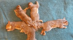 Unikátna záchranná operácia: Veterinári vyriešili veľký veveričí problém