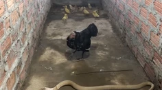 VIDEO: Sliepka v snahe ochrániť kuriatka si trúfla na kobru. Takúto odvahu nemá každý
