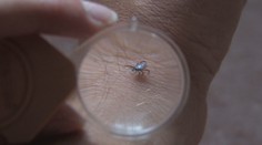 Kliešte už zrejme budeme mať celoročne. Na jedno z ochorení, ktoré prenášajú, sa však pripravuje vakcína