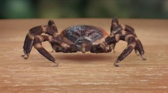 Kliešte sa prebudili skôr. A pre teplú zimu ich bude rekordne veľa