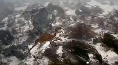 Vedci nafilmovali neznámeho živočícha. Doteraz ho naživo nikto nevidel