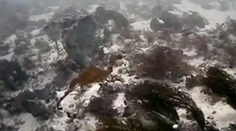 Vedci nafilmovali neznámeho živočícha. Doteraz ho naživo nikto nevidel