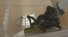 Podaril sa im chovateľský unikát. V košickej zoo prvýkrát rozmnožili anakondu paragvajskú