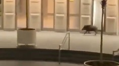 Pred budovou SND pobehoval diviak, bol dezorientovaný