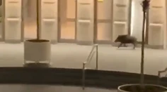Pred budovou SND pobehoval diviak, bol dezorientovaný